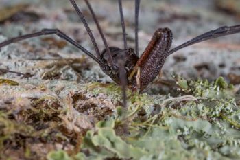 Media type: image;   Invertebrate Zoology 133445